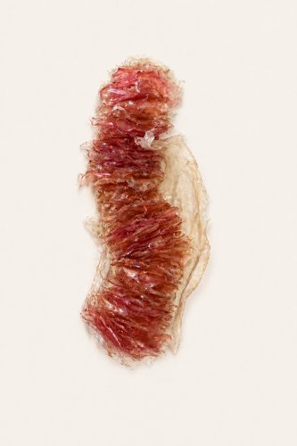 Bioplastic